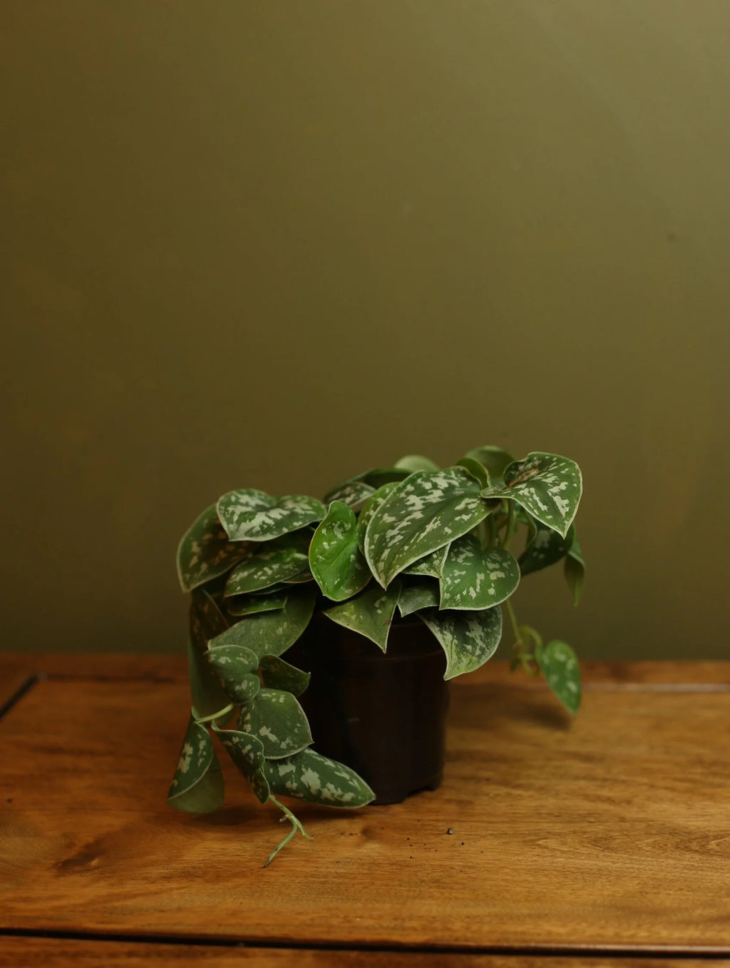 Satin Pothos 4 Inch
