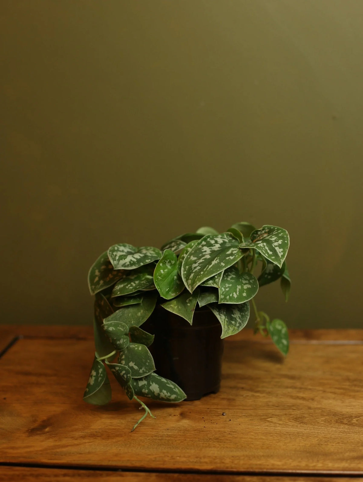Satin Pothos 4 Inch