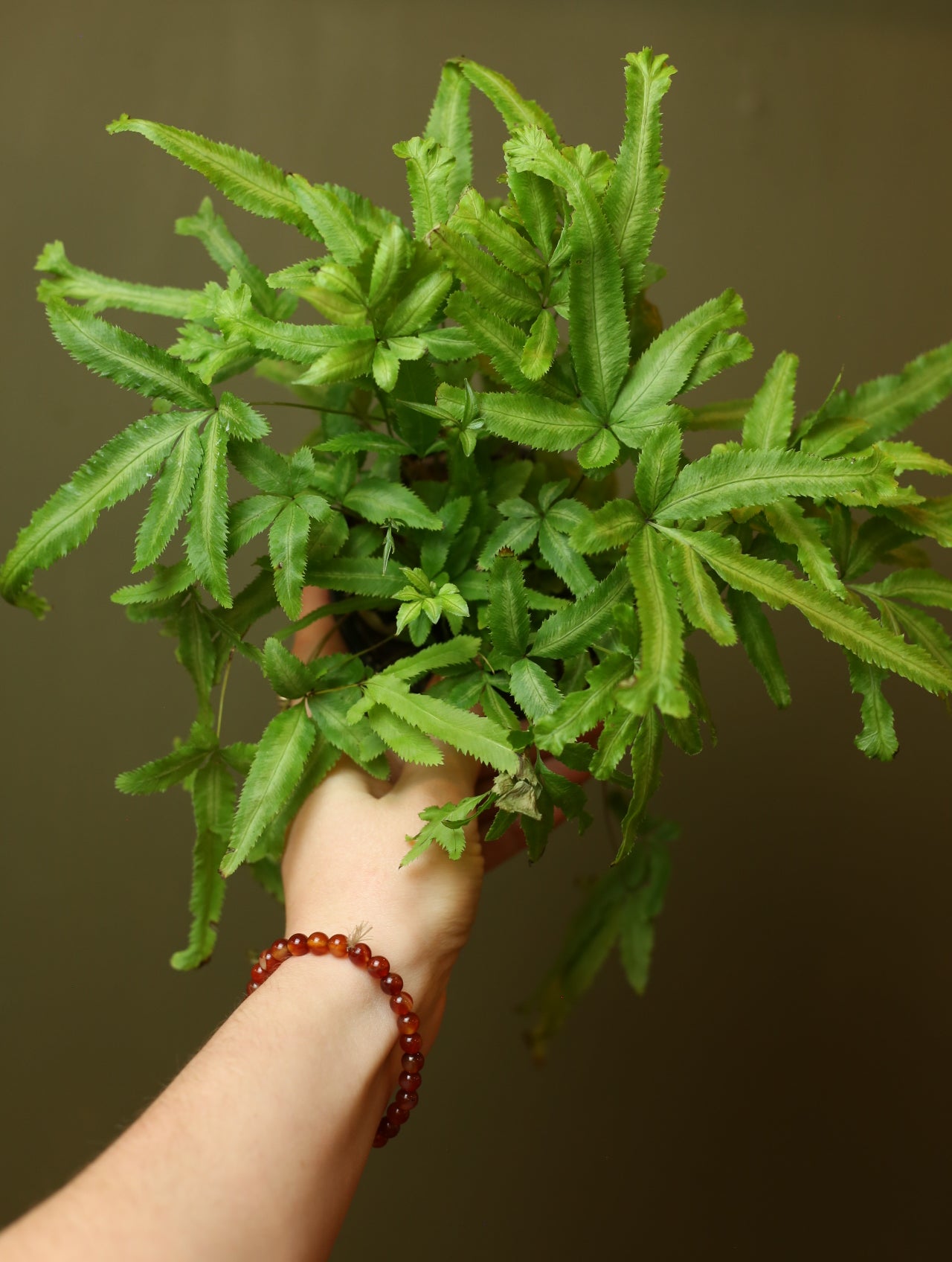 Moonlight Fern 4 inch