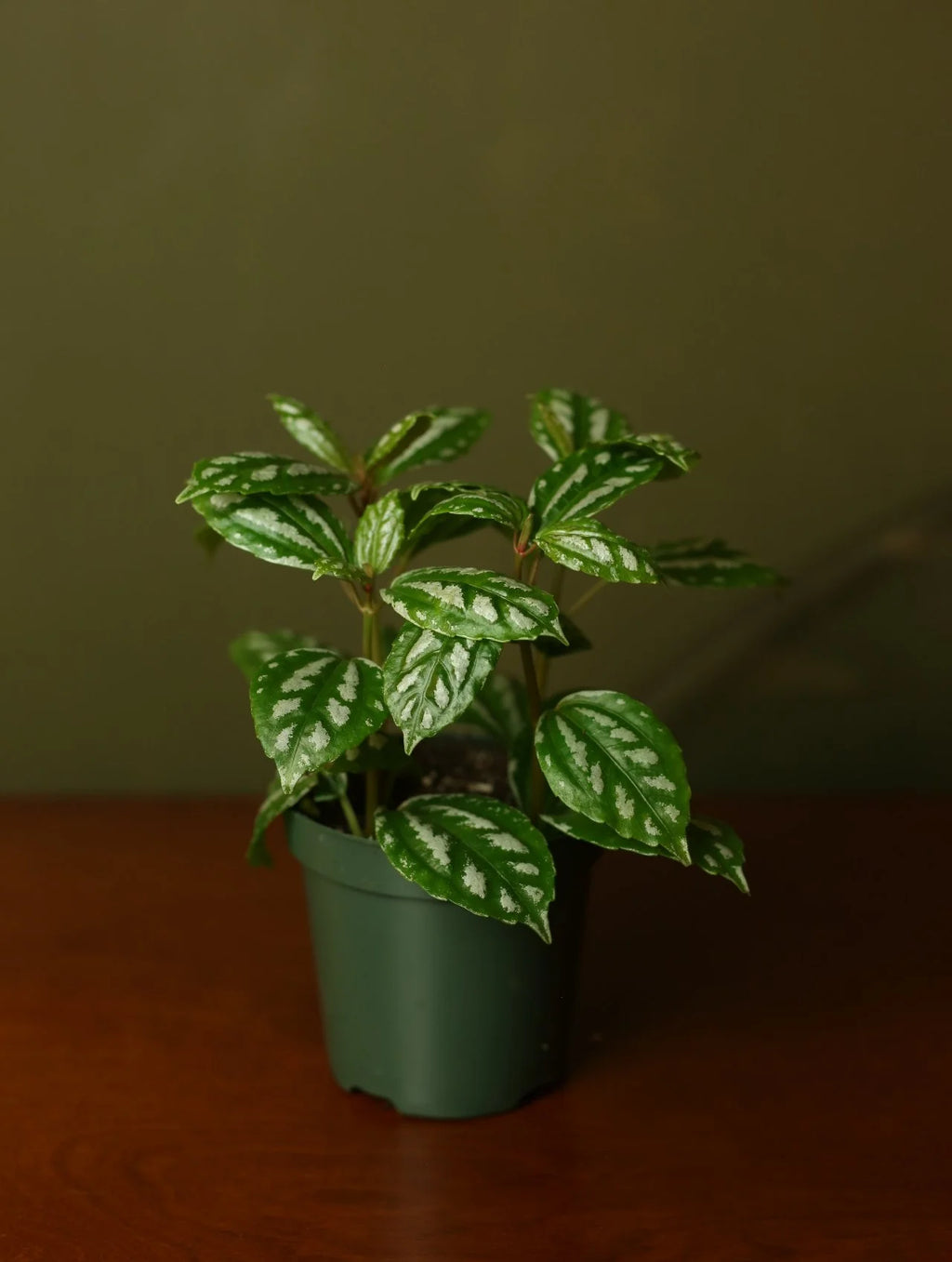 Aluminum Plant 4 Inch