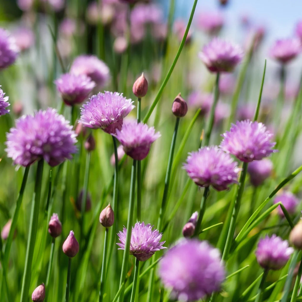 Chive Garden Seeds