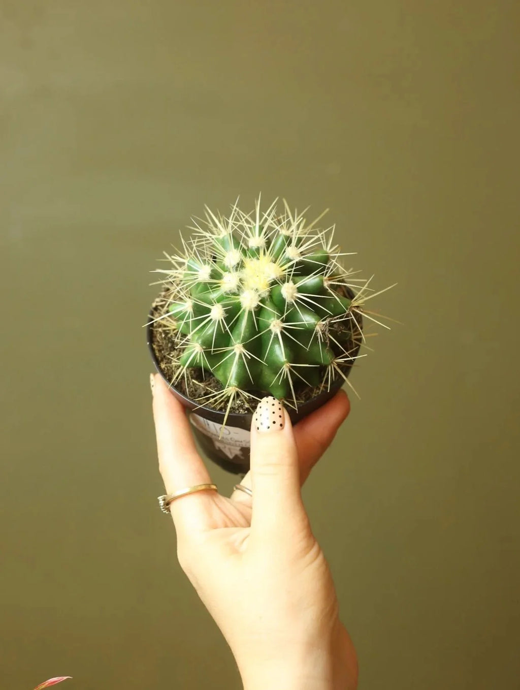 Golden Barrel Cactus 4 Inch