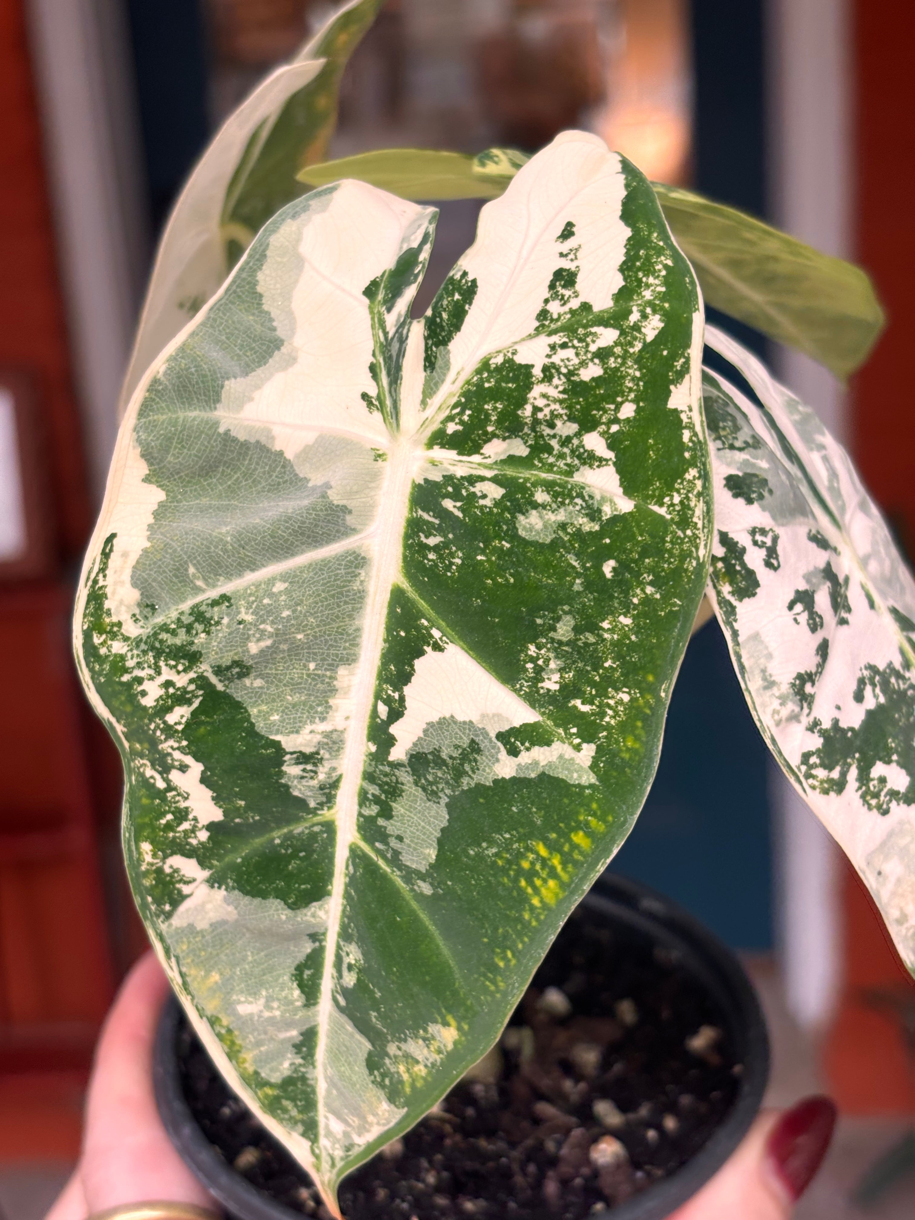 Alocasia Frydek 4 inch
