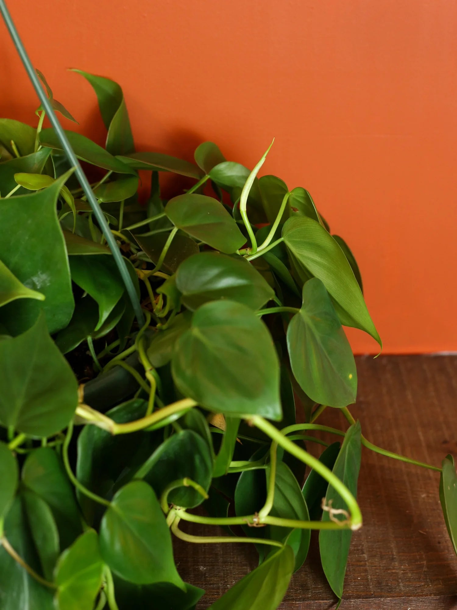 Heart Leaf Philodendron 8 Inch