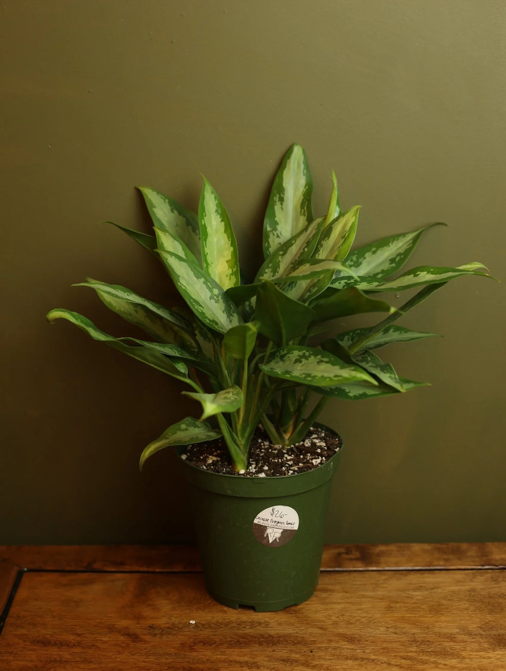 Chinese Evergreen Romeo 6 Inch