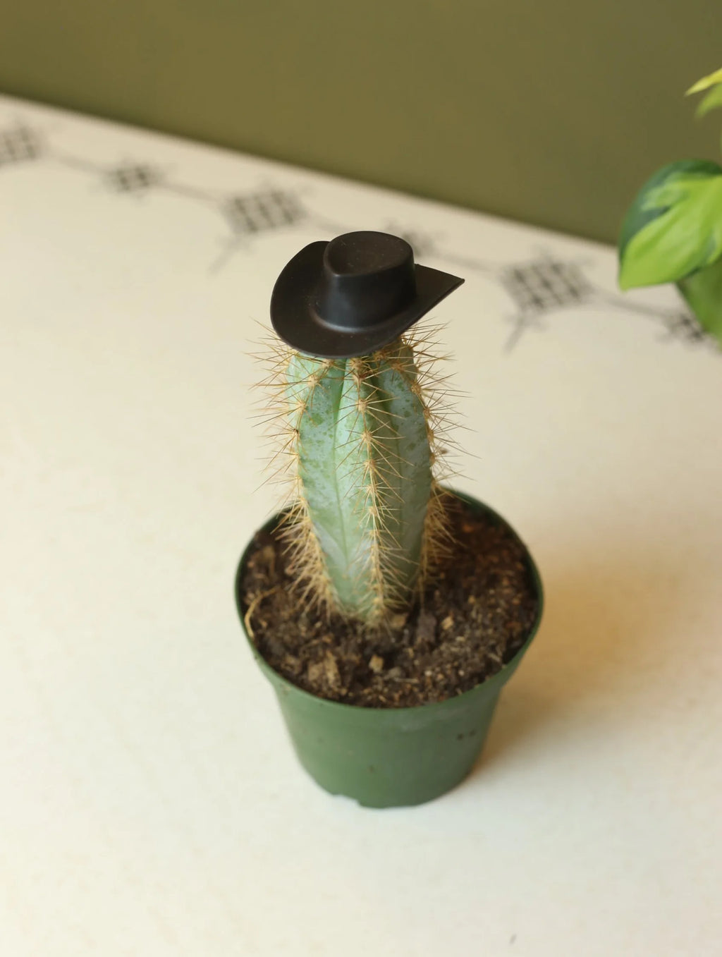 Plant Cowboy Hats