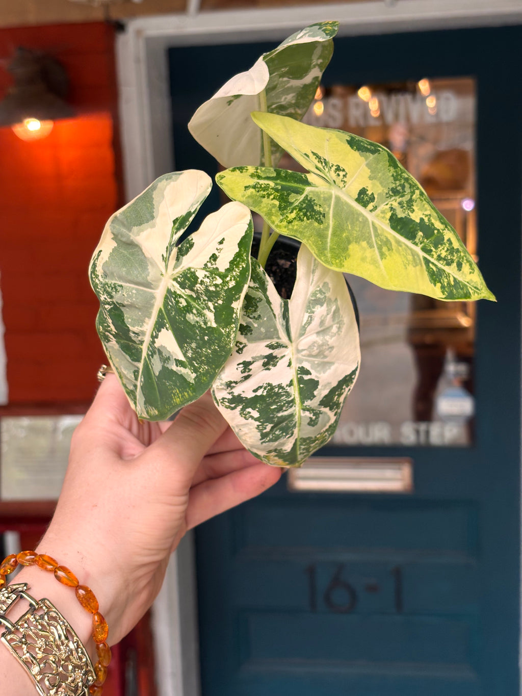 Alocasia Frydek 4 inch