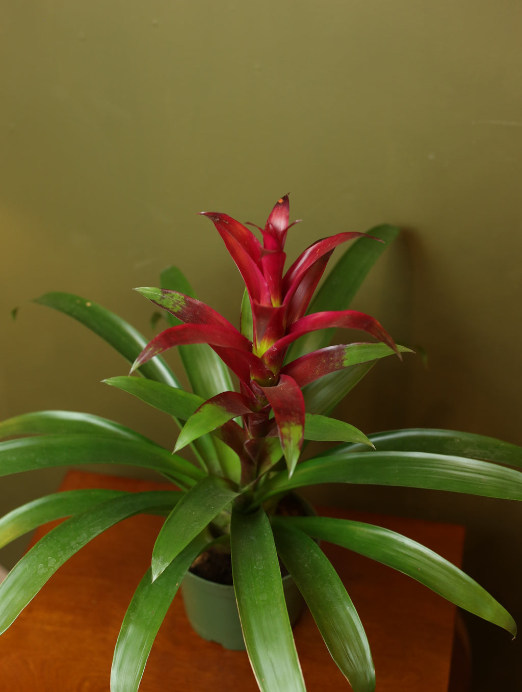 Bromeliad Guzmania Magenta 6 inch