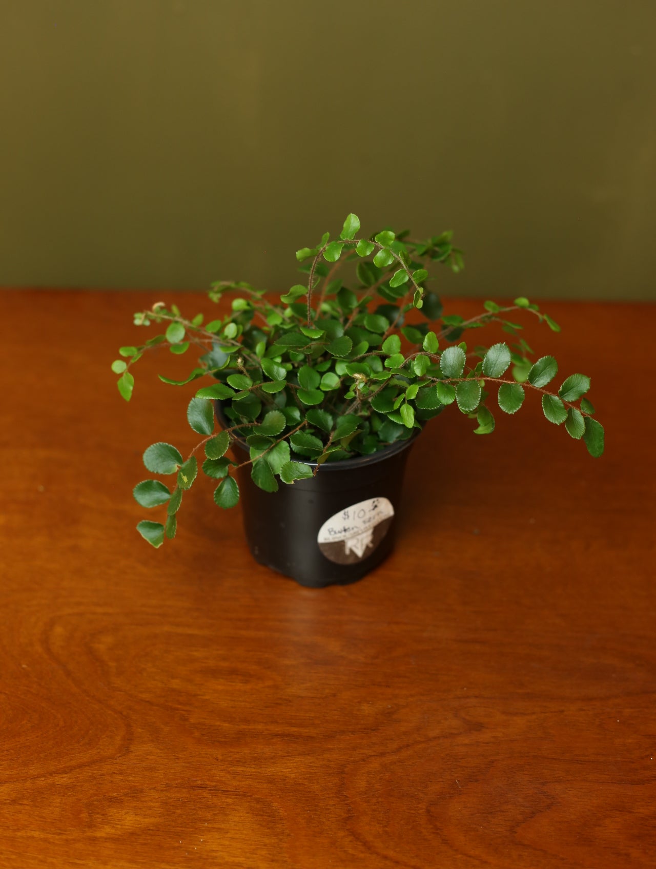 Button Fern 4 inch