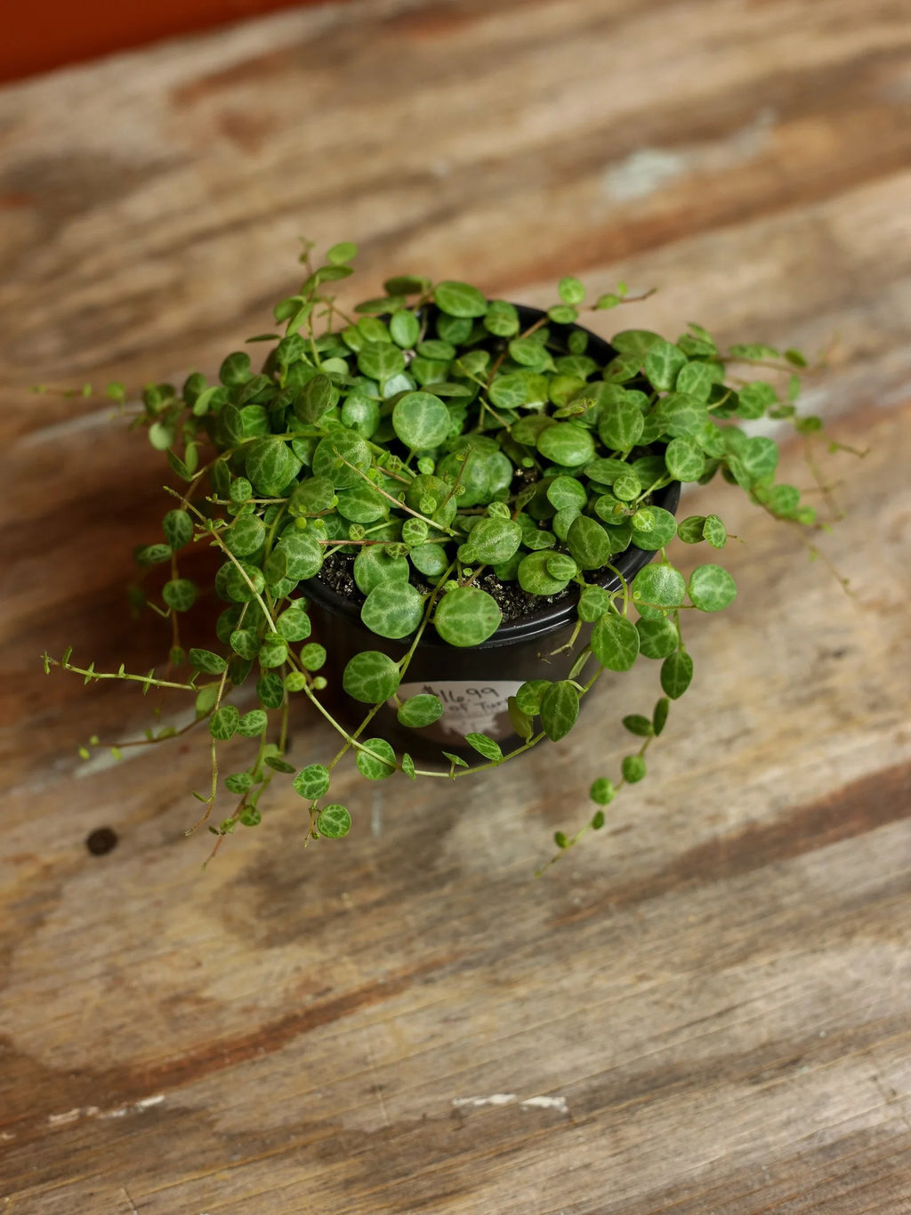 String of Turtles 4 Inch