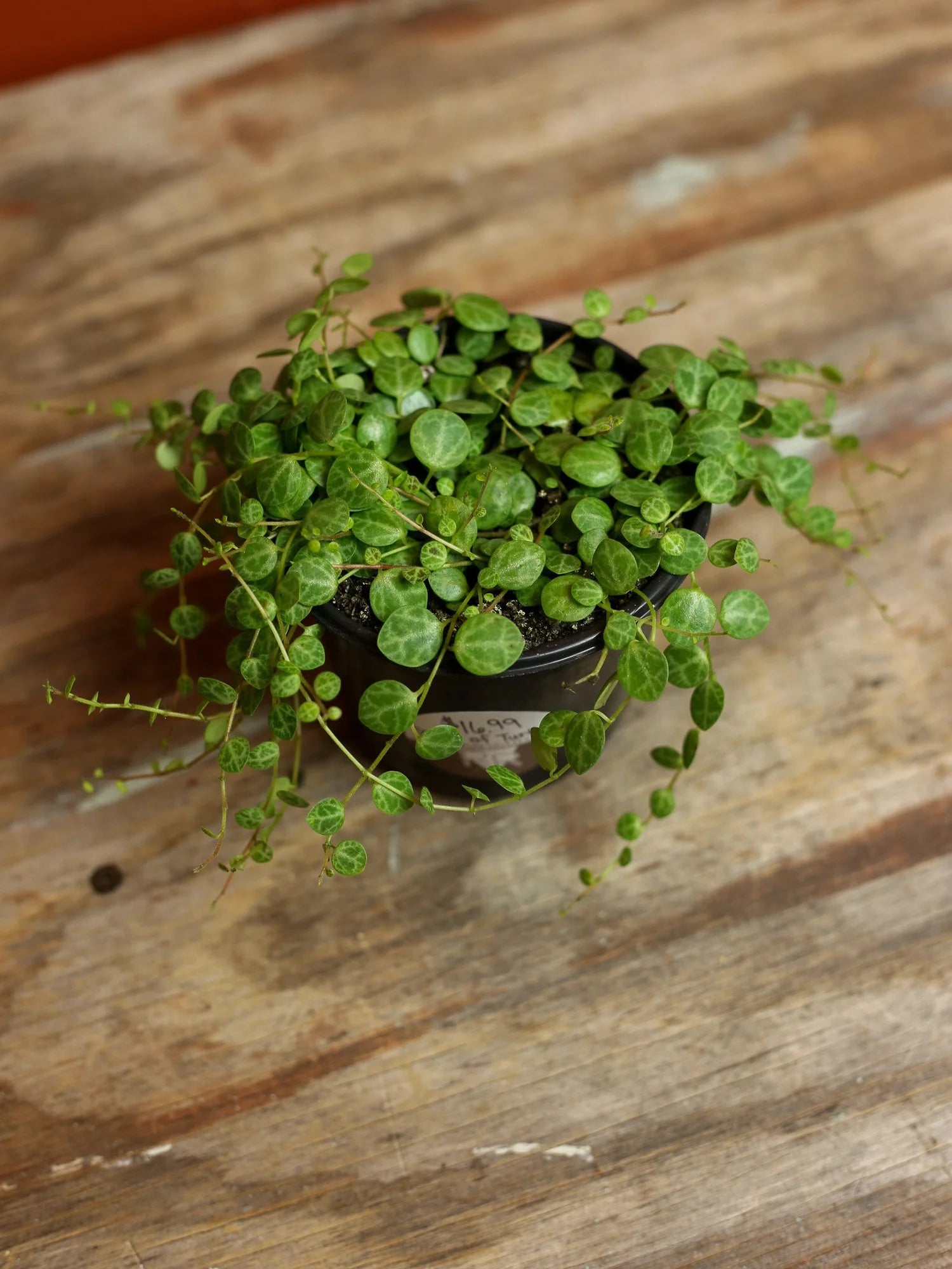String of Turtles 4 Inch