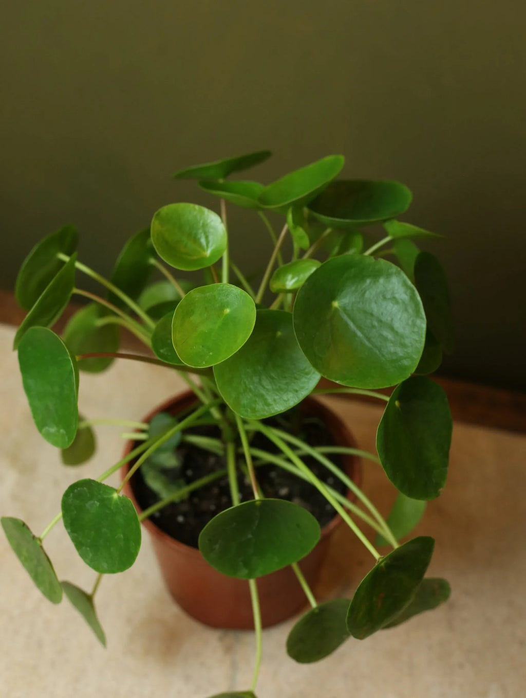 Pilea Peperomioides 6 Inch