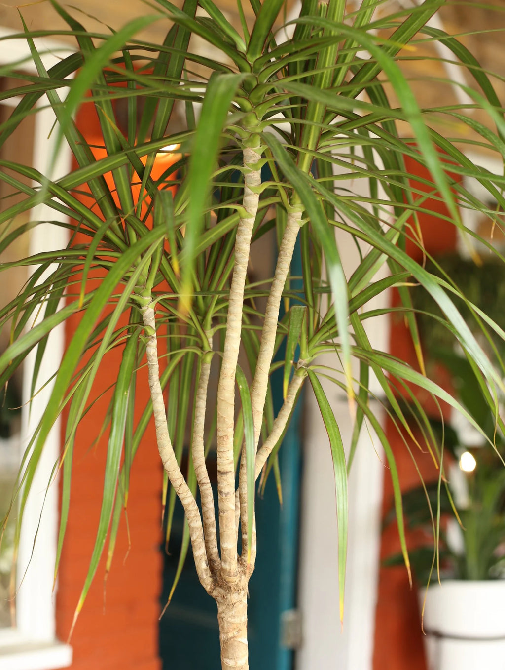 Dracaena Marginata 8 inch