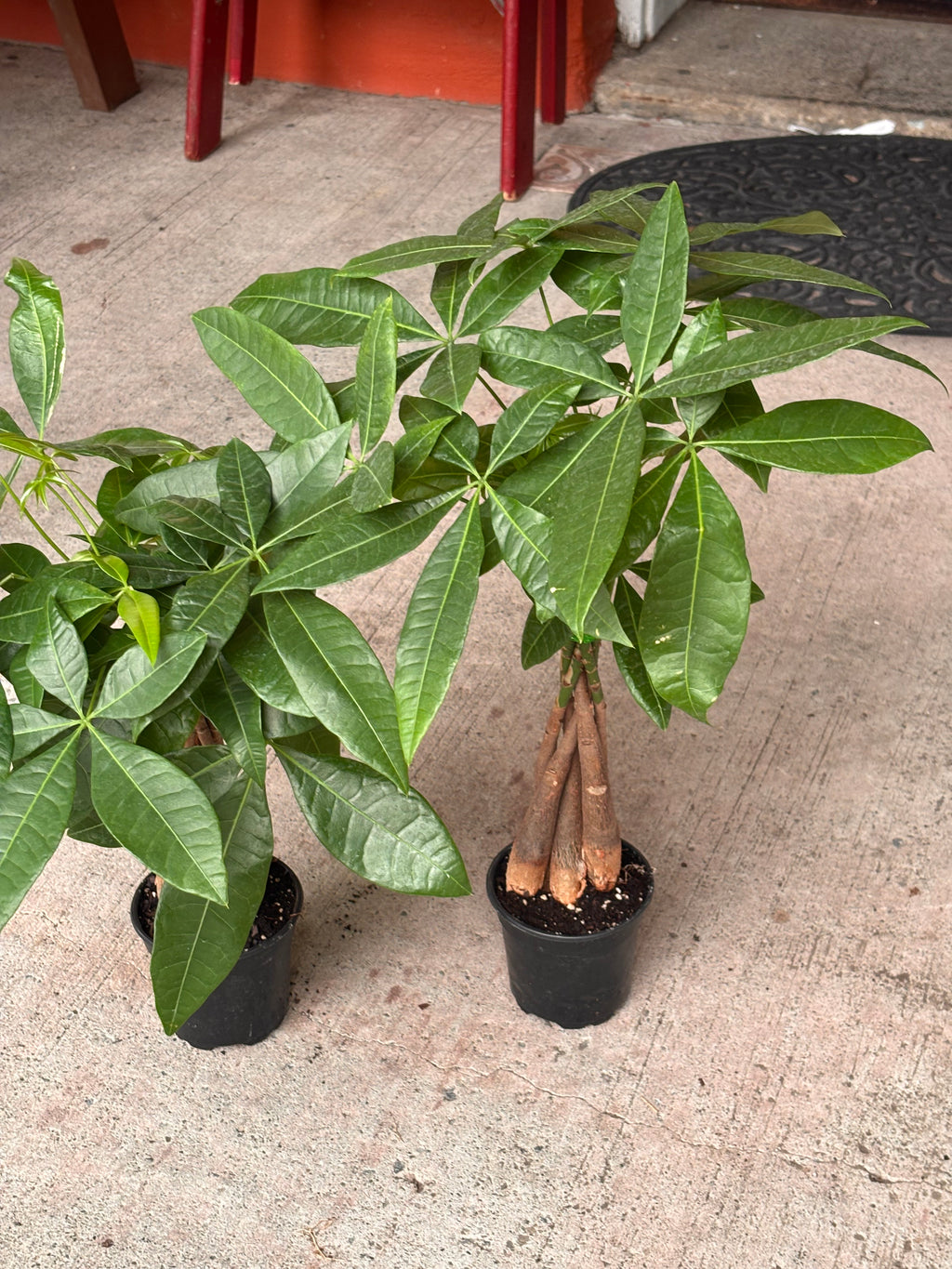 Money tree 4 inch