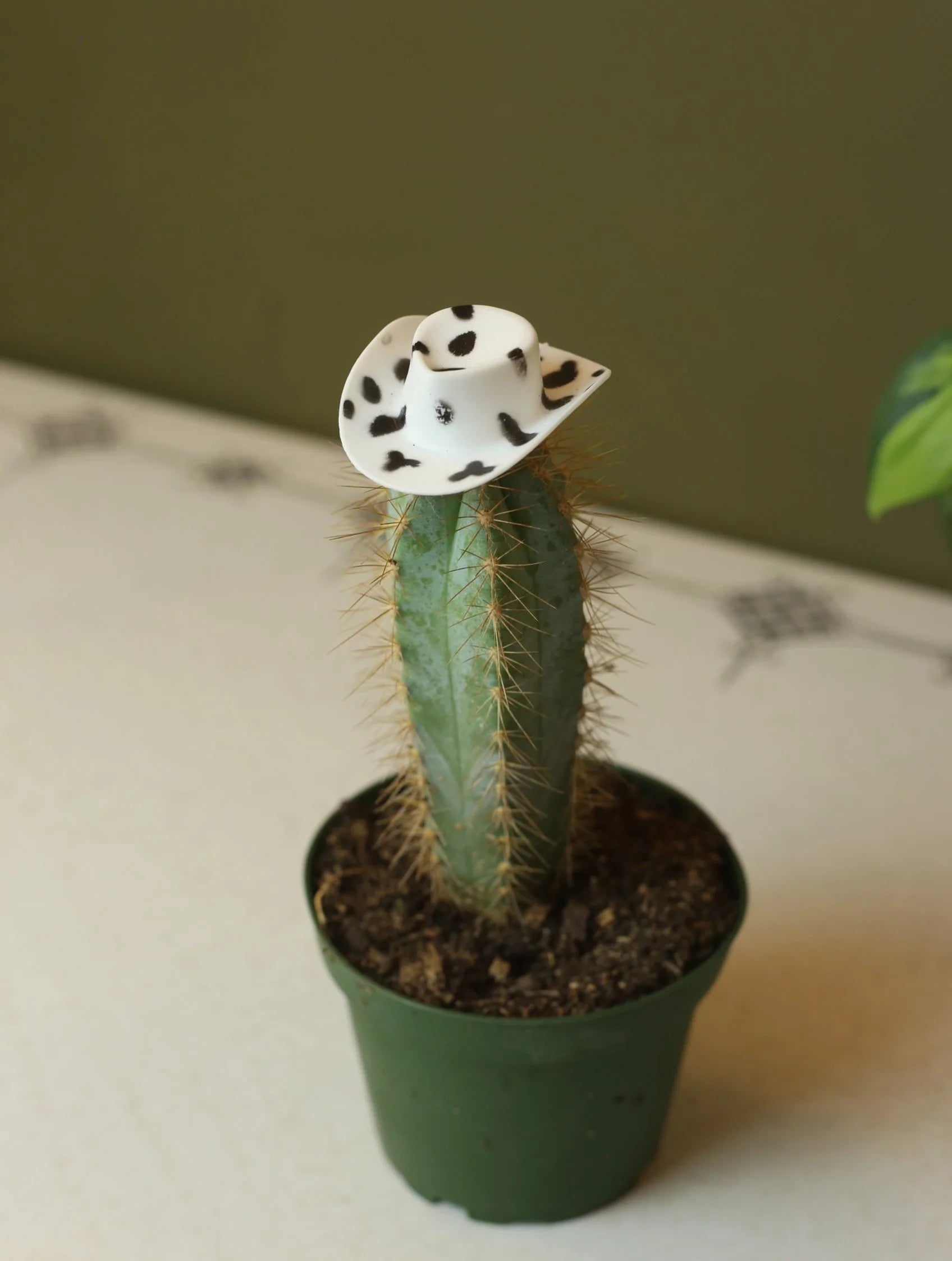 Plant Cowboy Hats
