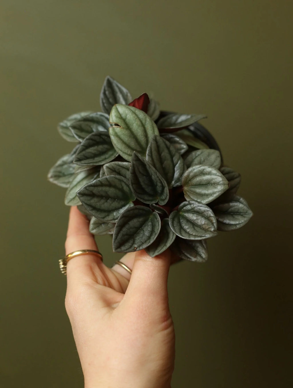 Silver Ripple Peperomia 4 inch