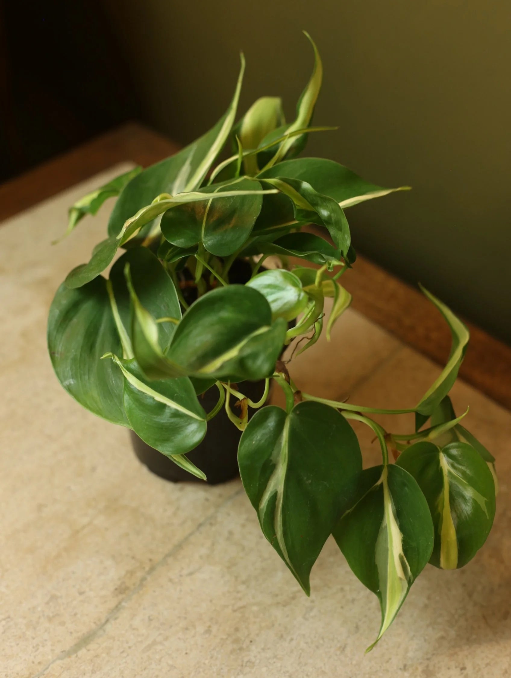 Philodendron Silver Stripe 4 Inch