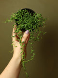 String of Bananas 4 Inch