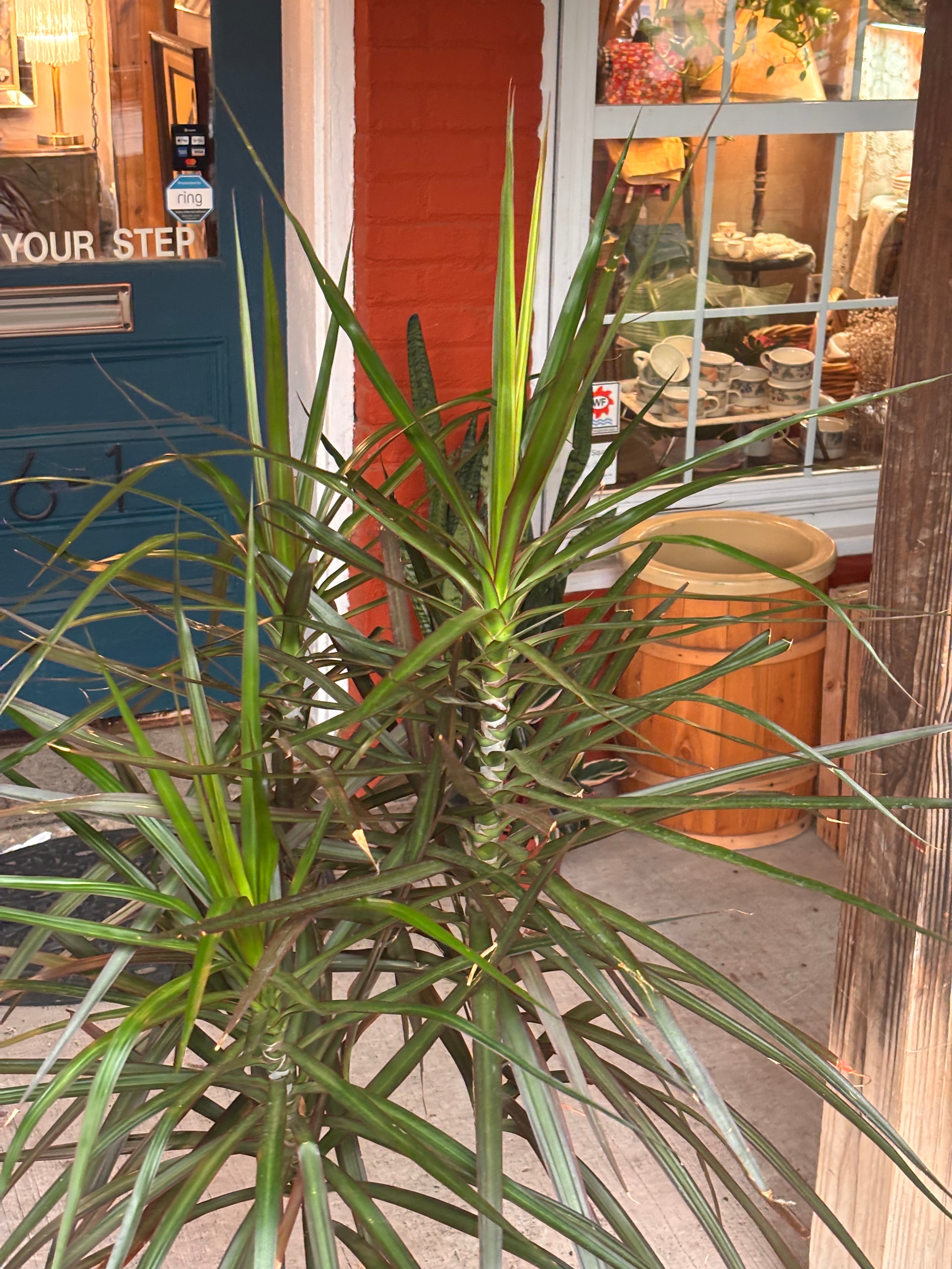 Dracaena Marginata 8 inch