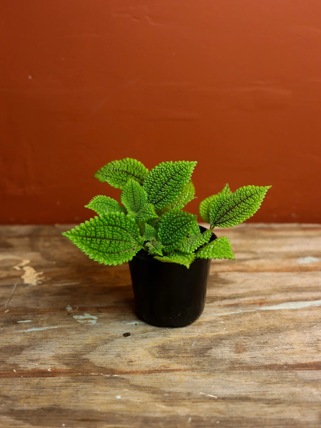 Moon Valley Pilea 4 Inch