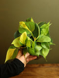 Philodendron Brasil  6 Inch