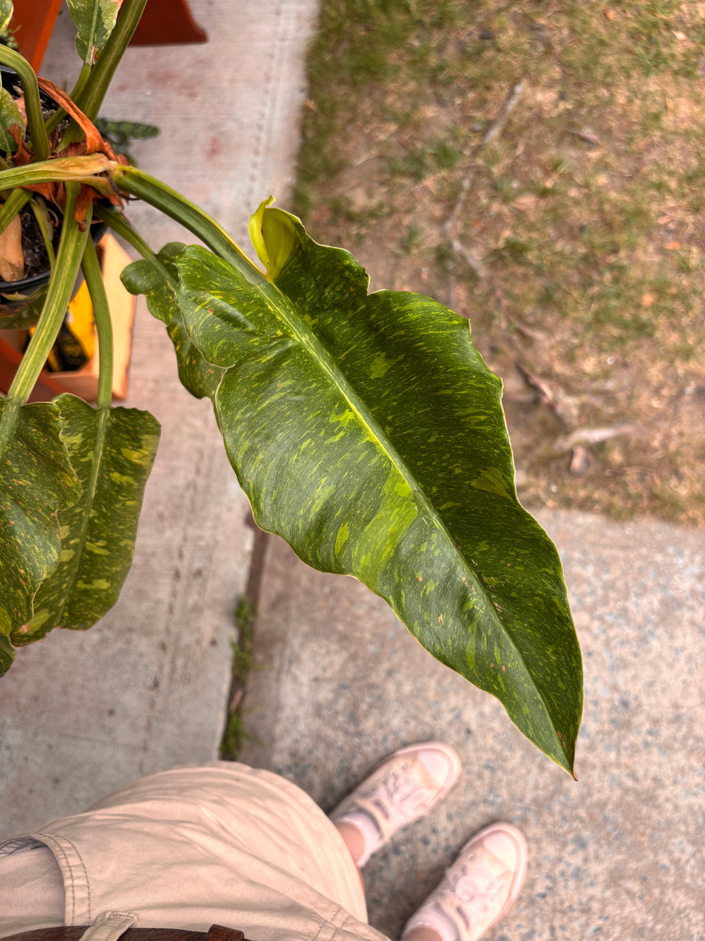 Philodendron ring of fire 6 inch