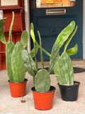 Prickly Pear Cactus 6 inch