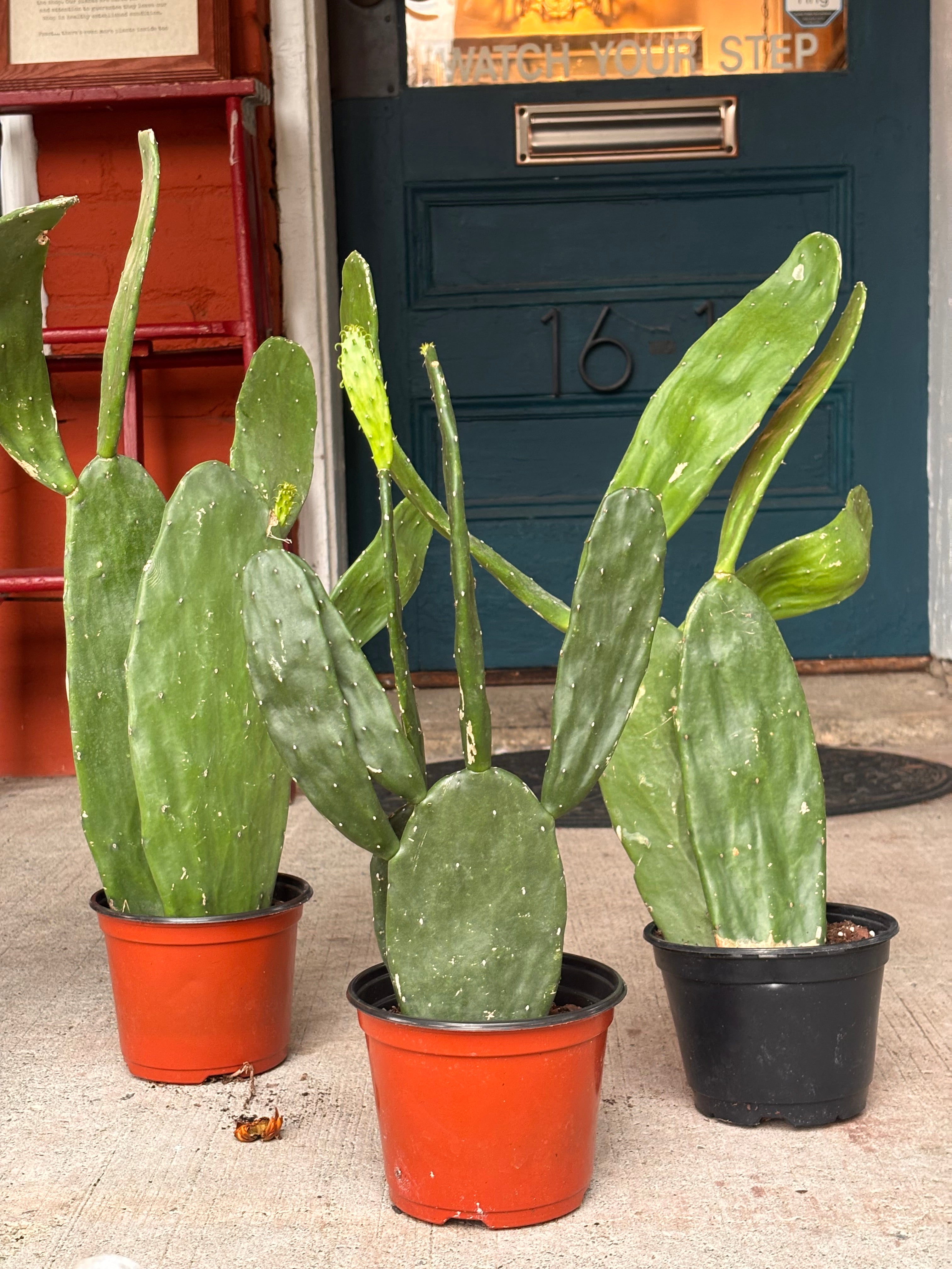 Prickly Pear Cactus 6 inch