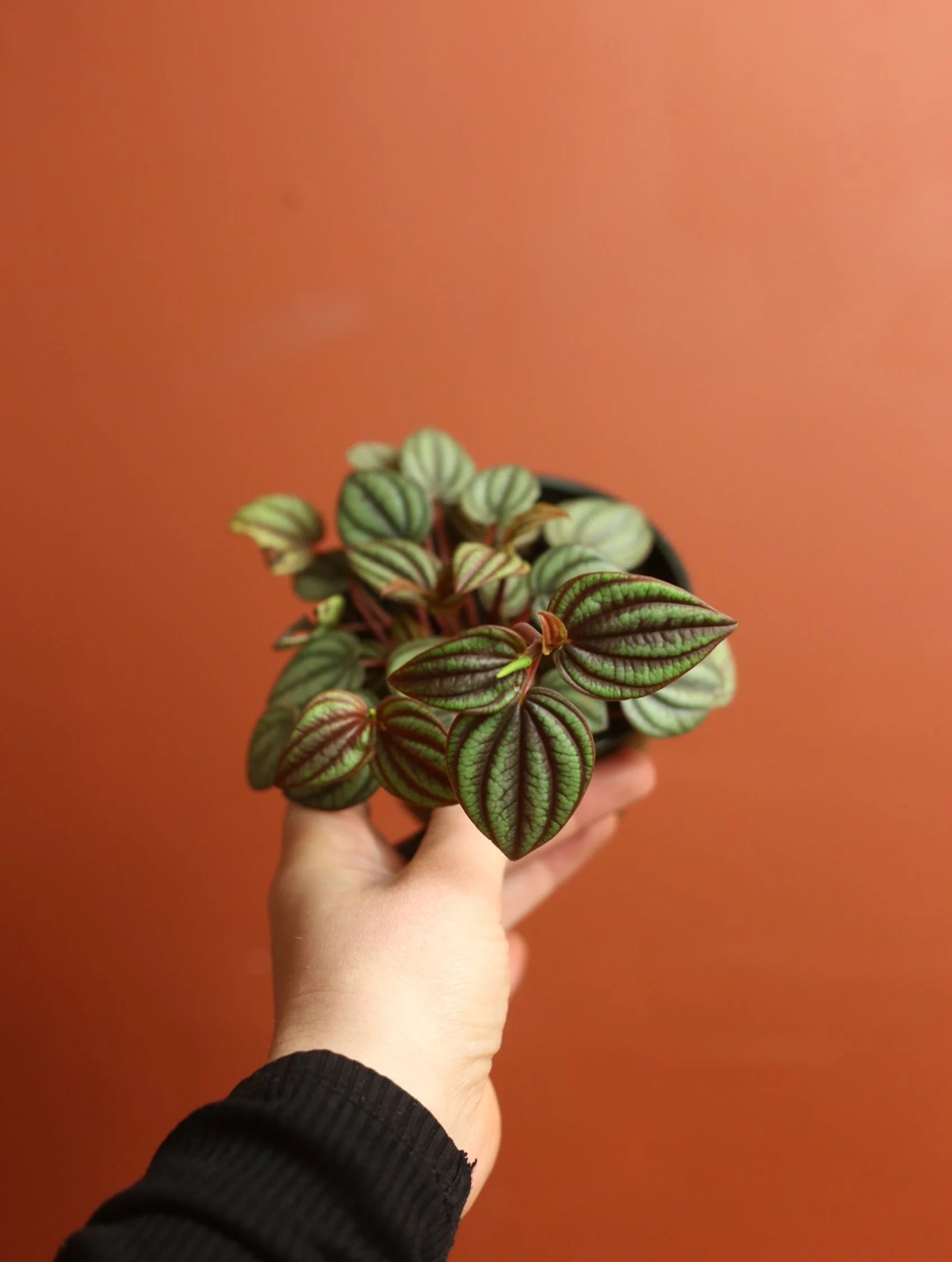 Peacock Peperomia 4 Inch