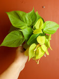 Lemon lime Heart Leaf 4 Inch