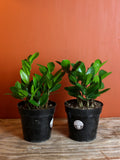 ZZ Plant 6 Inch