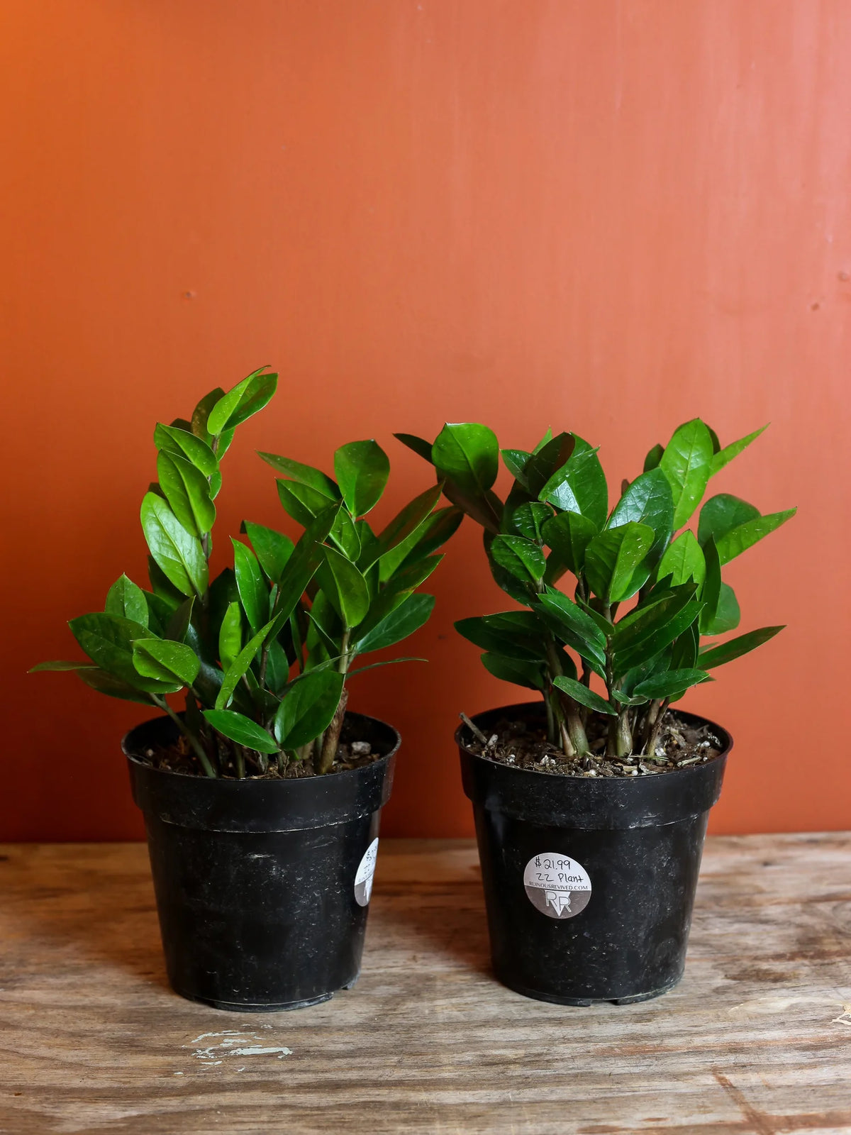 ZZ Plant 6 Inch