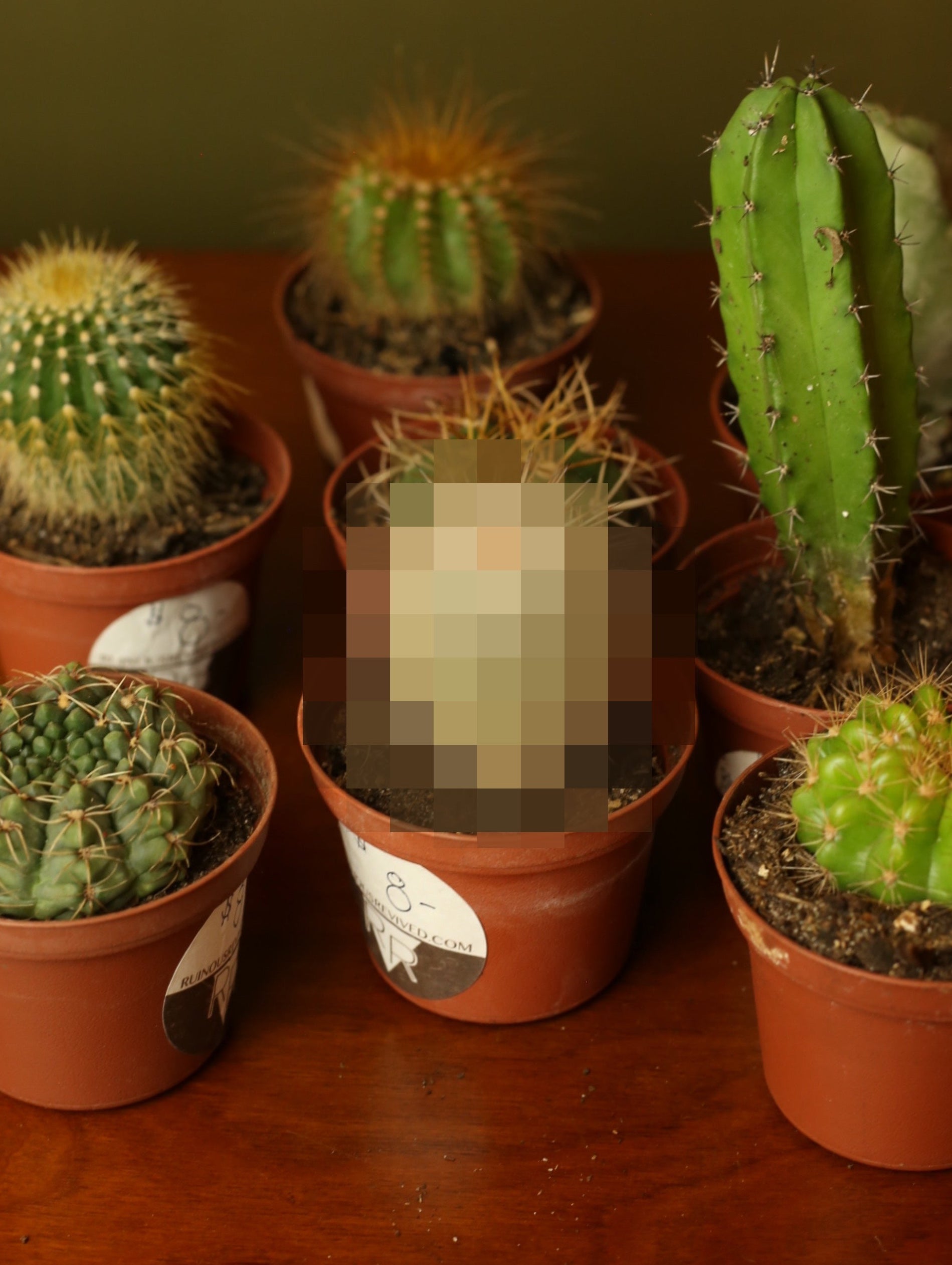 Mystery Cactus 3 inch