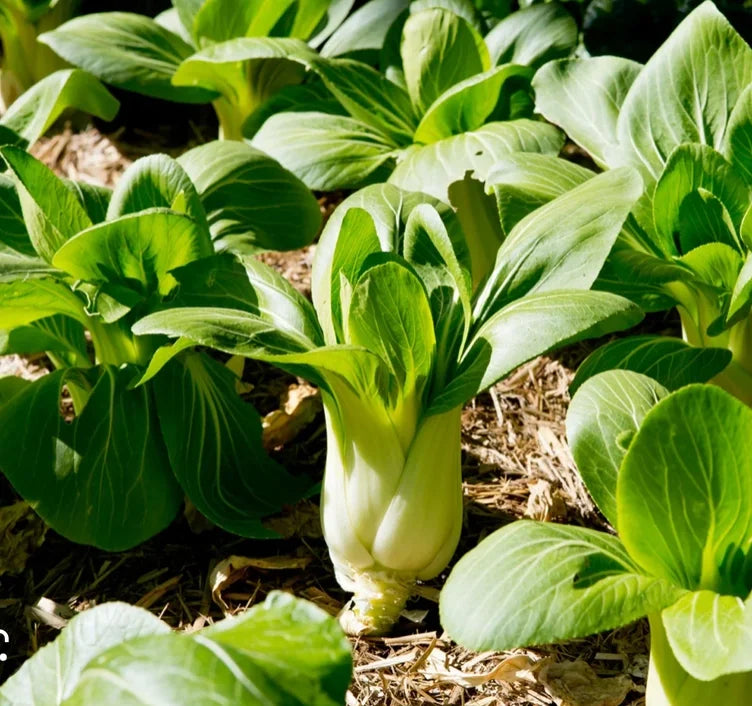 Bok Choy Seeds