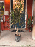 Dracaena Marginata 8 inch
