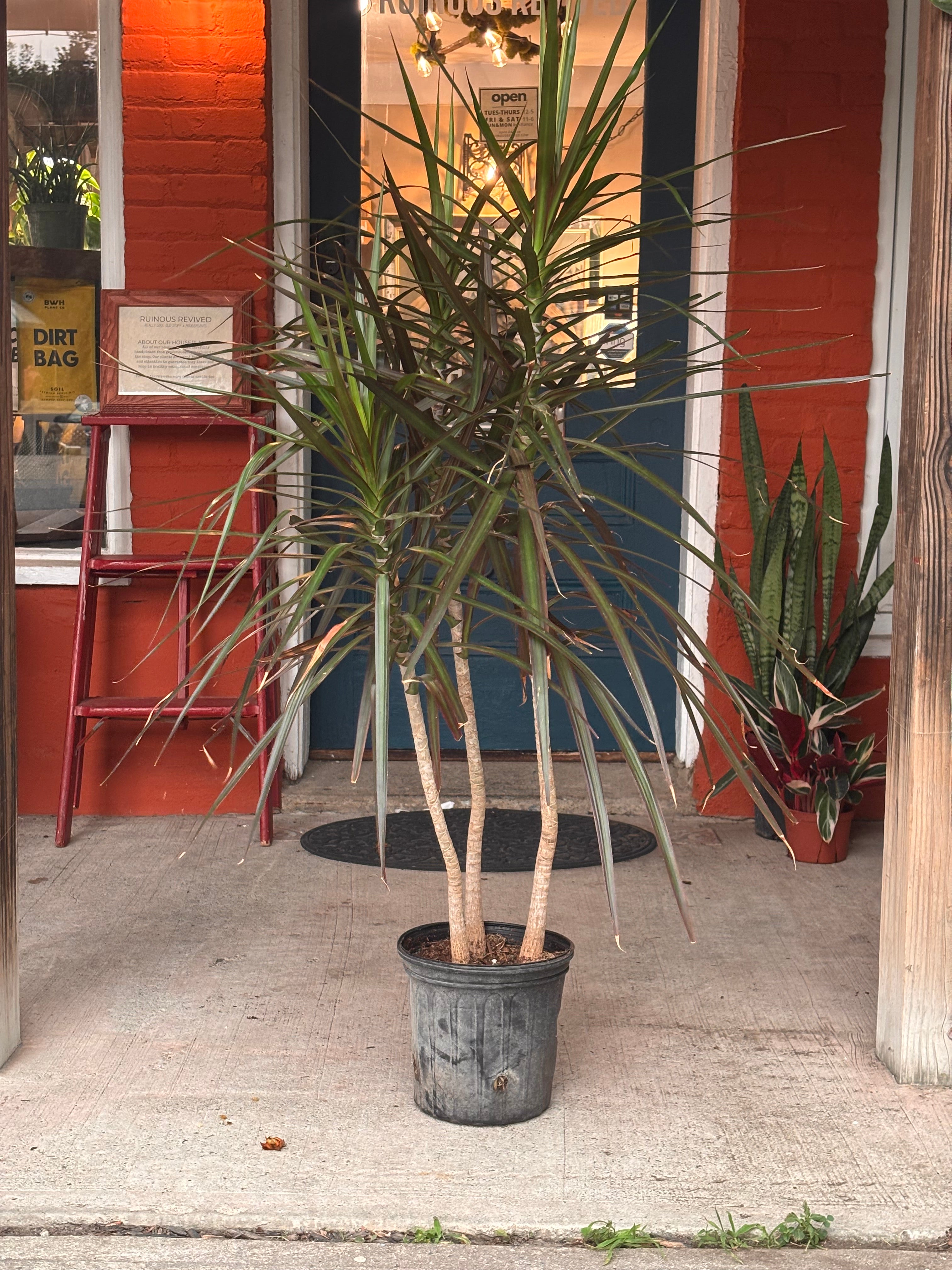 Dracaena Marginata 8 inch