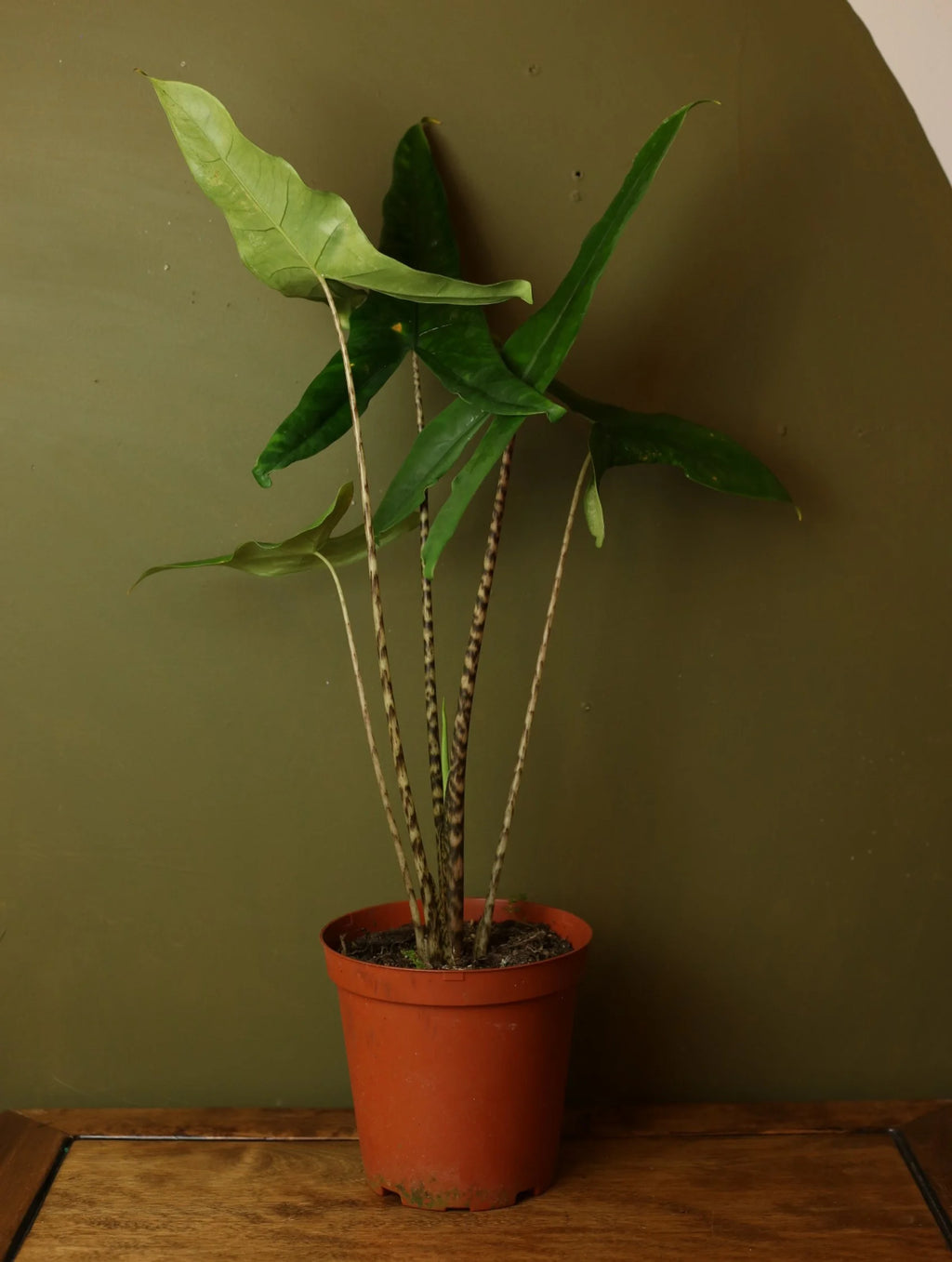 Alocasia Zebrina 6 Inch