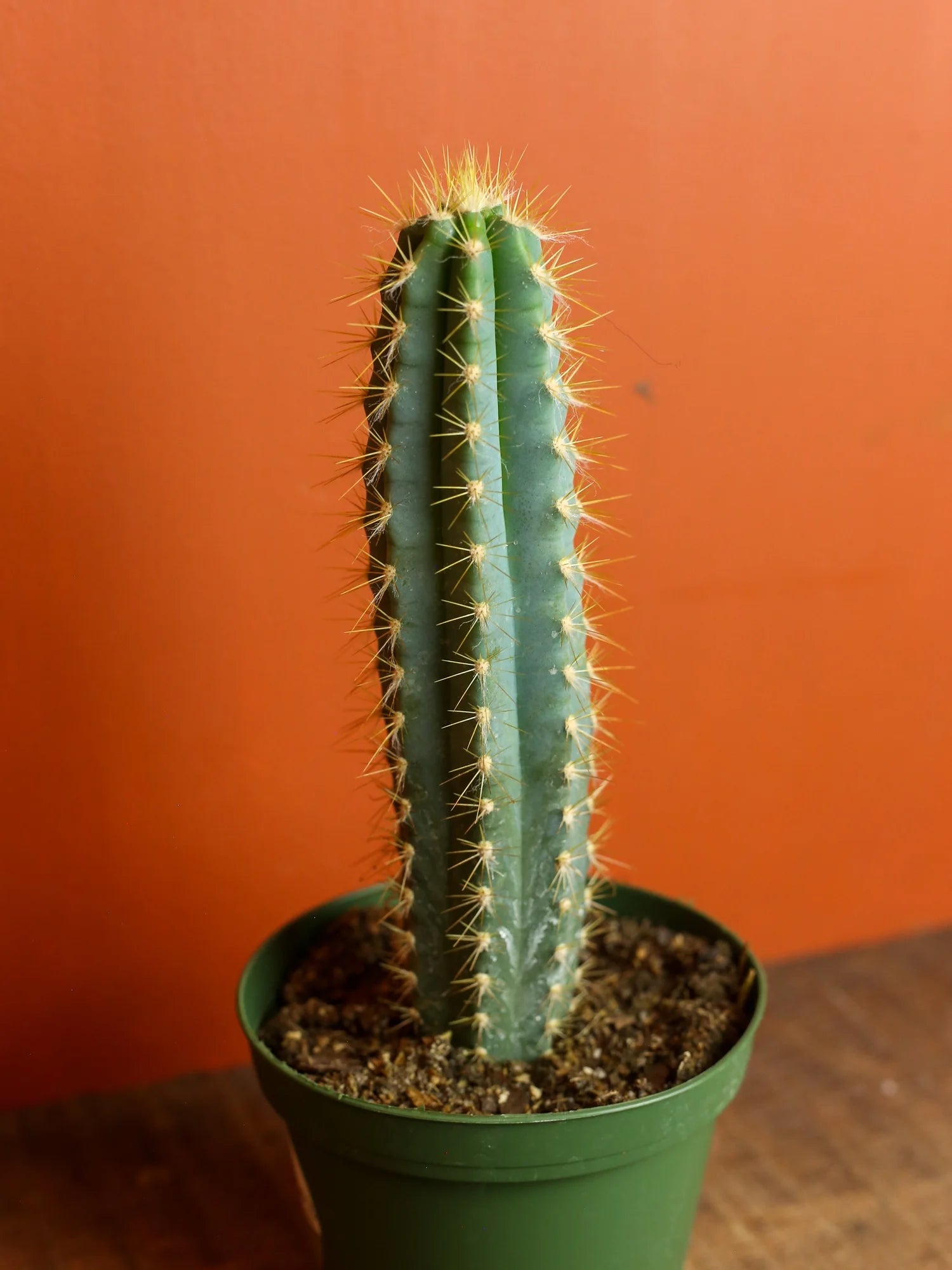 Blue Columnar Cactus 4 Inch