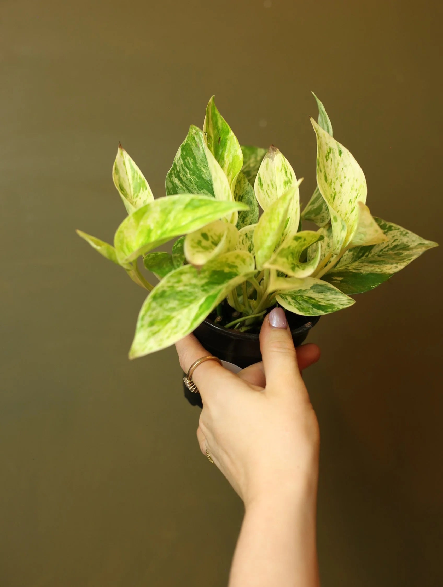 Marble Queen Pothos 4 Inch