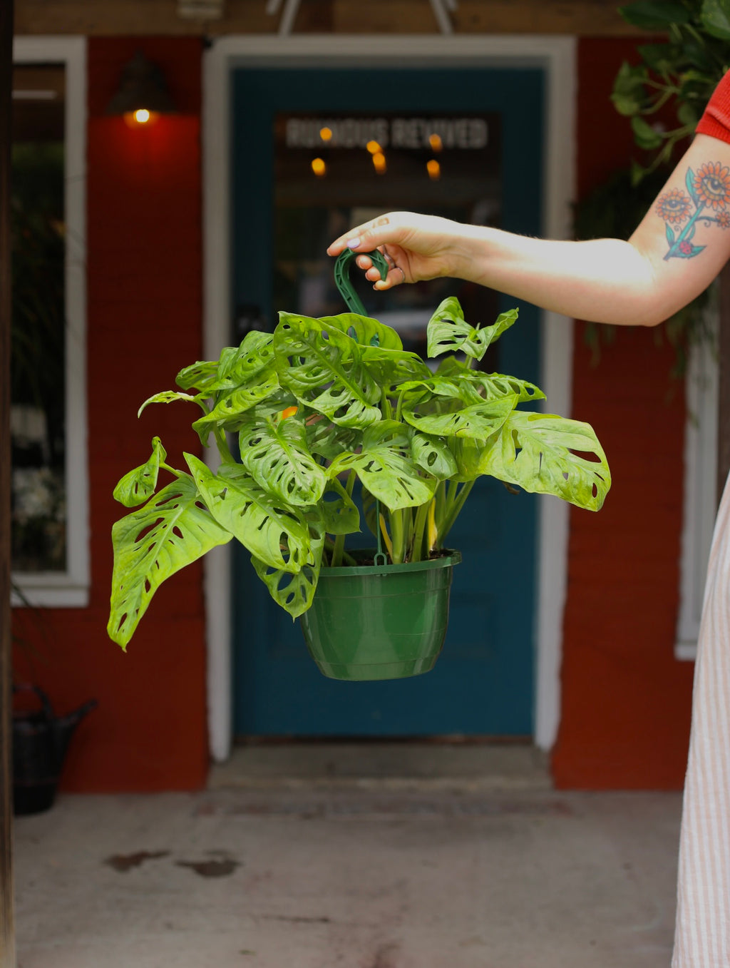Monstera Adansonii 8 Inch