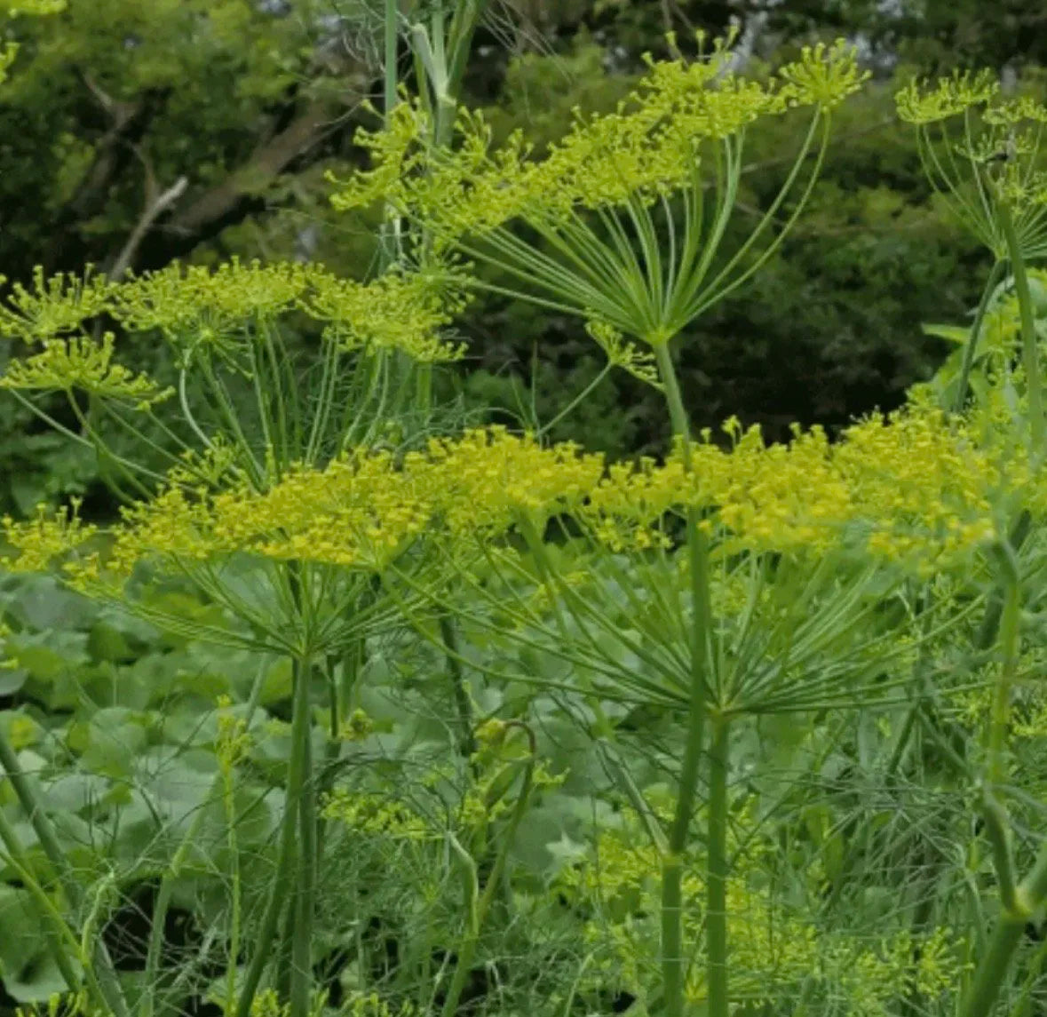 Dukat Dill Garden Seeds