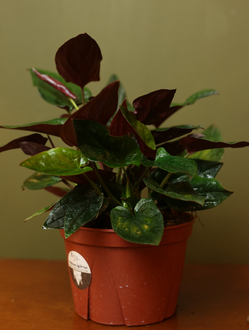 Syngonium Erythrophyllum 'Red Arrow 6 inch