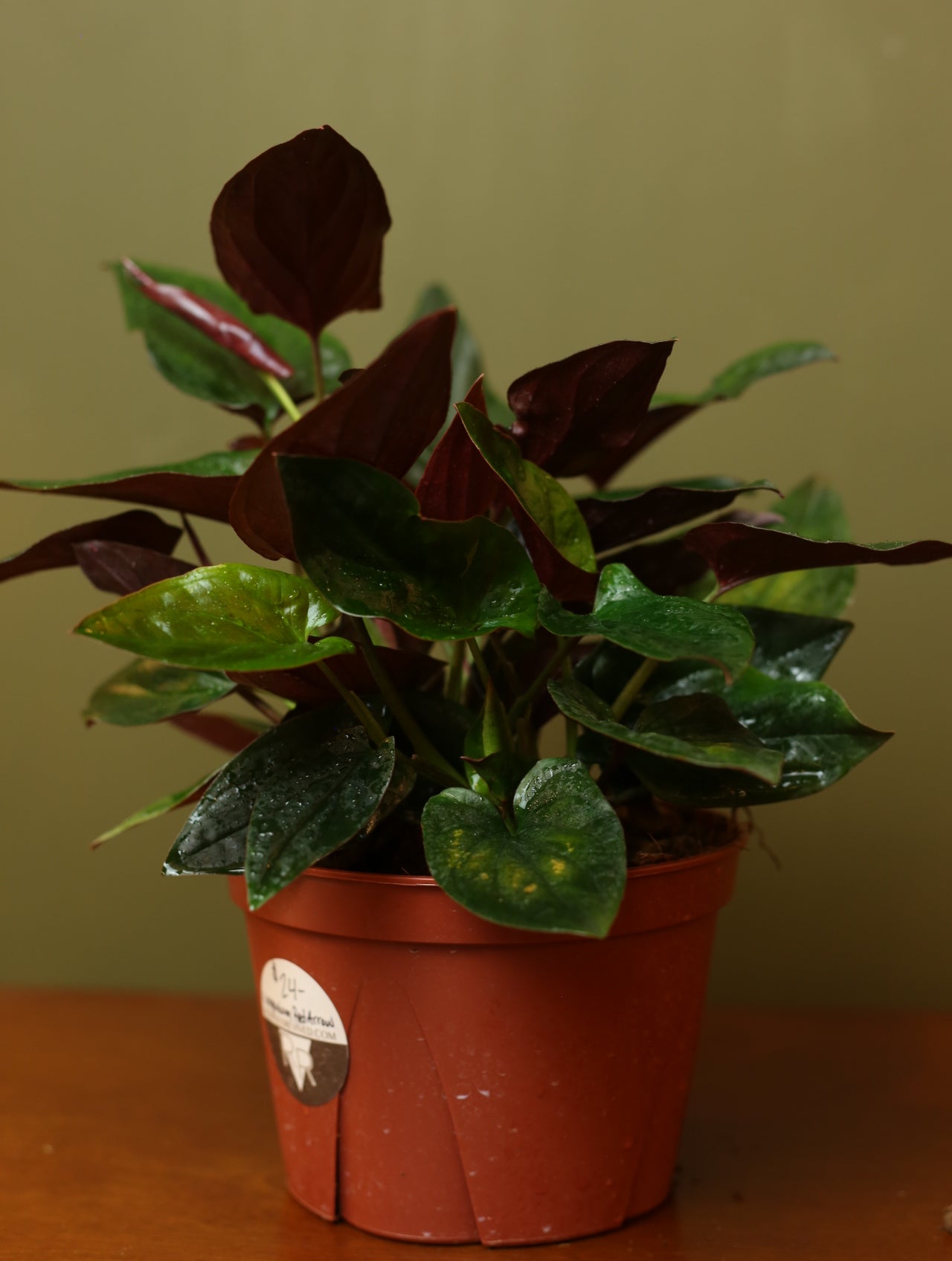 Syngonium Erythrophyllum 'Red Arrow 6 inch