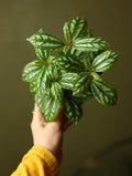Aluminum Plant 4 Inch