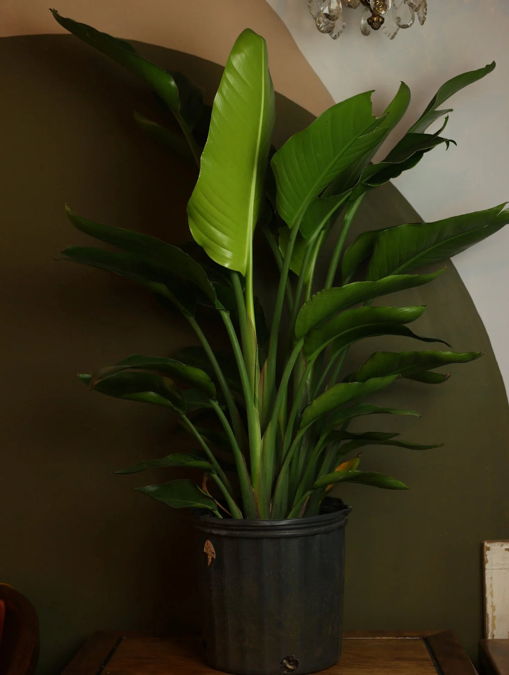 Bird of Paradise 10 Inch