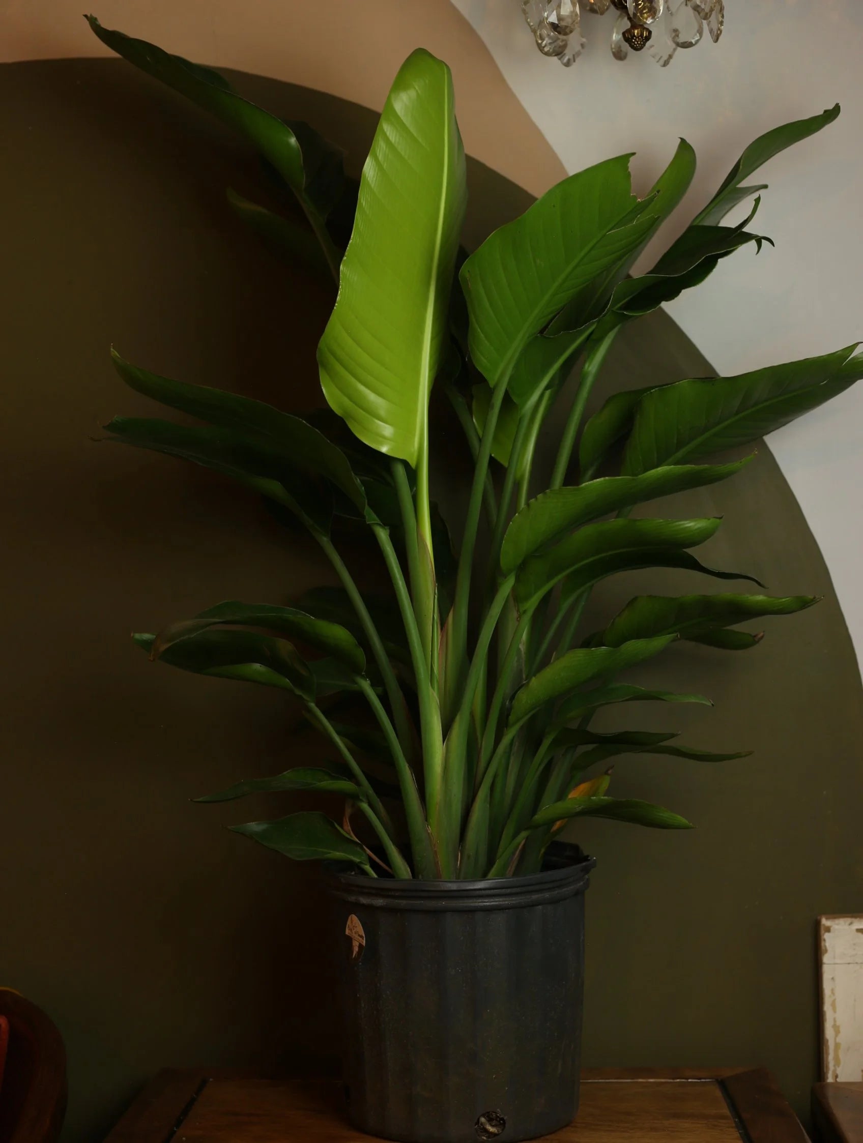 Bird of Paradise 10 Inch