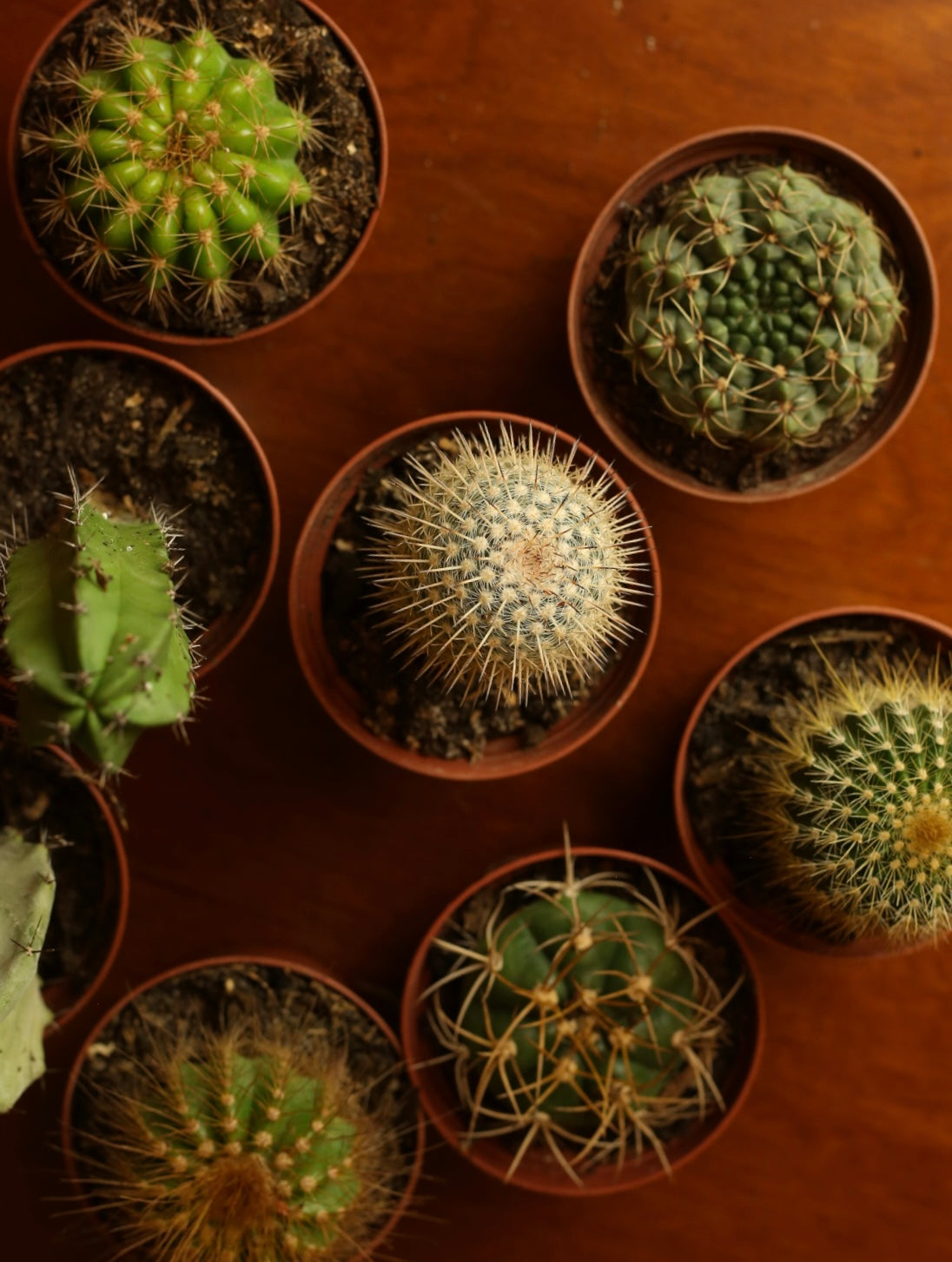 Mystery Cactus 3 inch