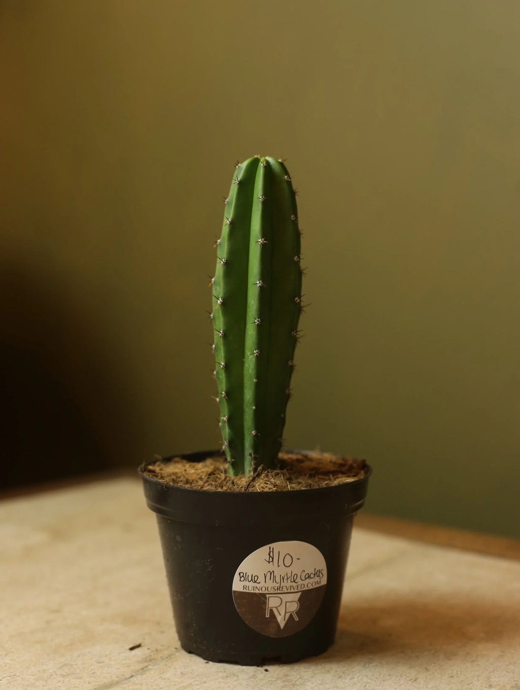 Blue Myrtle Cactus 4 Inch