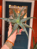 Aloe Christmas sleigh 4 inch