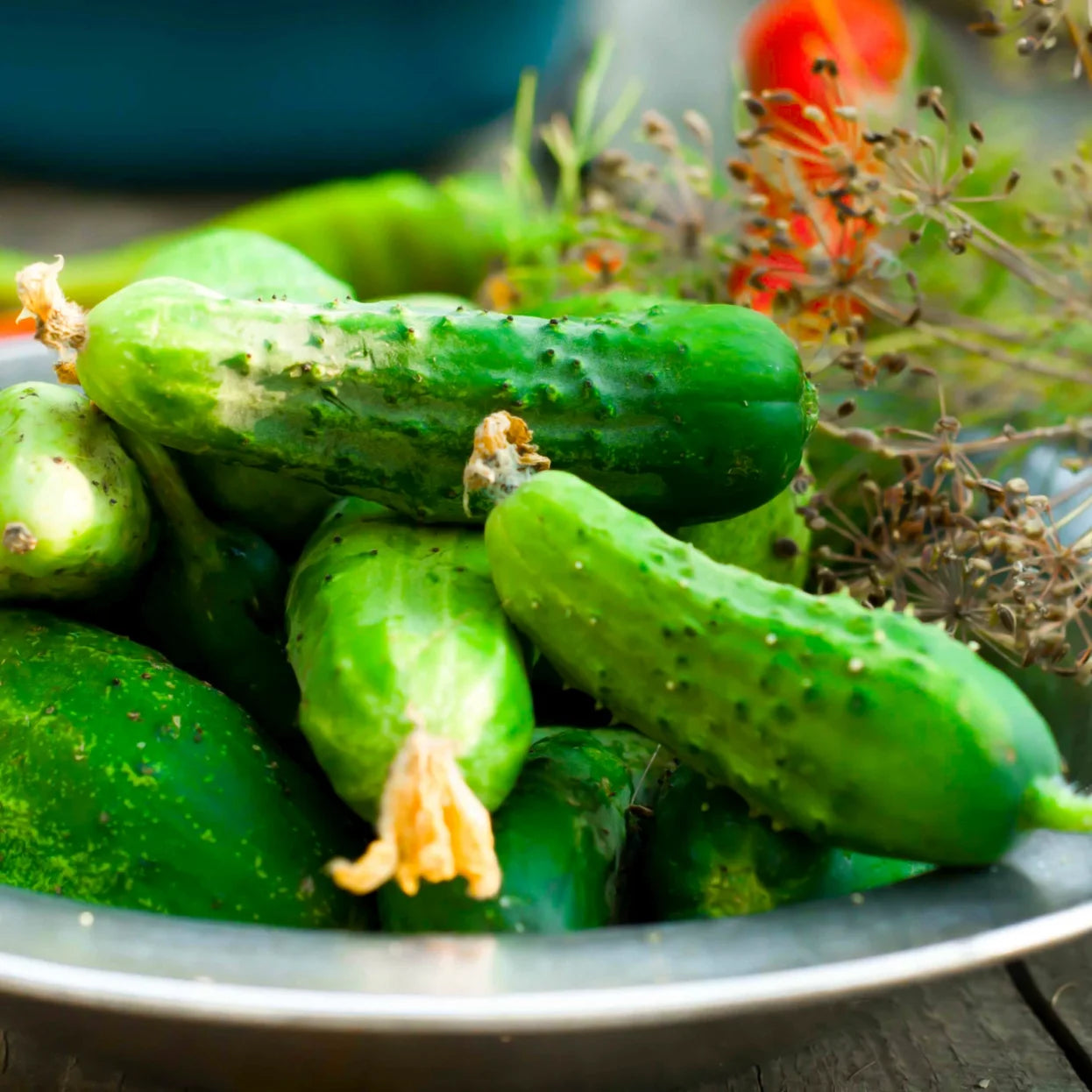 Cucumber Garden Seeds- Wisconsin SMR58